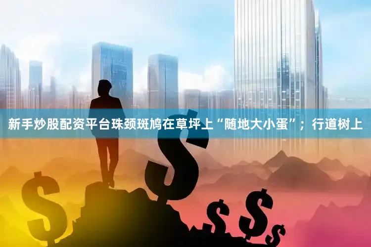 新手炒股配资平台珠颈斑鸠在草坪上“随地大小蛋”；行道树上